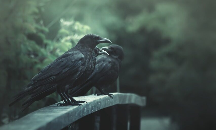 Ein Schicksal in fremder Hand von Eleanor Bardilac